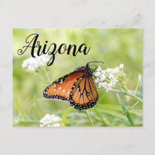 Königin Butterfly Sunning on Milkweed, Arizona Postkarte