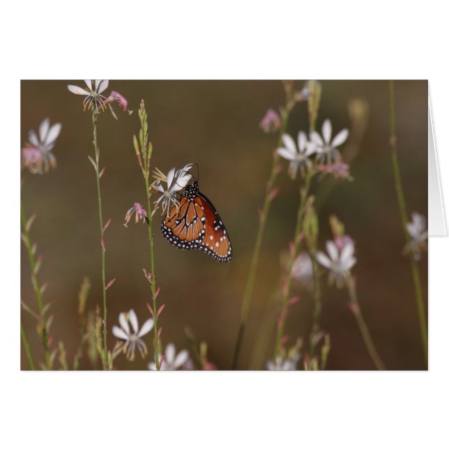 Königin Butterfly und Milchkraut (Vorderseite (Horizontal))