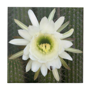 Königin der Nacht Kaktusblüte, Karoo-Region Fliese