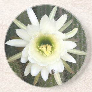 Königin der Nacht Kaktusblüte, Karoo-Region Getränkeuntersetzer