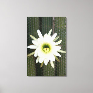 Königin der Nacht Kaktusblüte, Karoo-Region Leinwanddruck