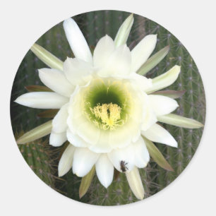Königin der Nacht Kaktusblüte, Karoo-Region Runder Aufkleber