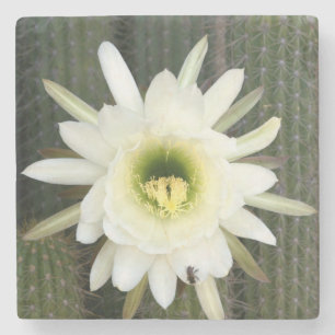 Königin der Nacht Kaktusblüte, Karoo-Region Steinuntersetzer