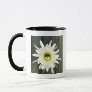Königin der Nacht-Kaktusblüte, Karoo-Region Tasse