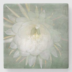 Königin der NachtBlume - Epiphyllum oxypetalum Steinuntersetzer