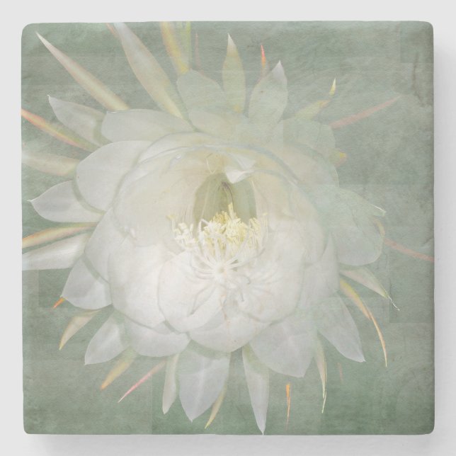 Königin der NachtBlume - Epiphyllum oxypetalum Steinuntersetzer (Vorderseite)