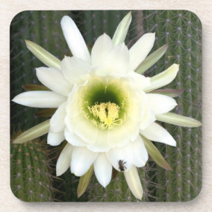 Königin der Nachtkaktus-Blume, Region Karoo Getränkeuntersetzer