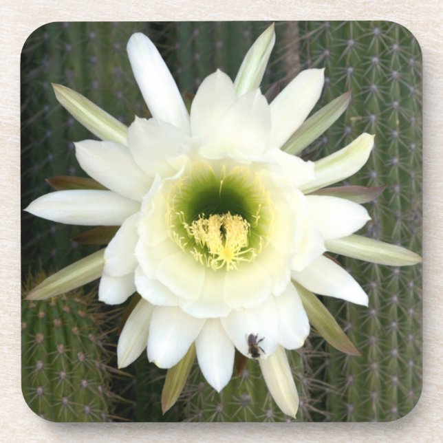 Königin der Nachtkaktus-Blume, Region Karoo Getränkeuntersetzer (Vorderseite)