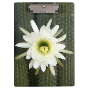 Königin der Nachtkaktus-Blume, Region Karoo Klemmbrett
