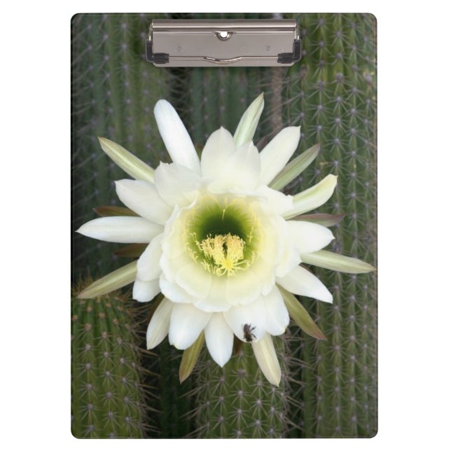 Königin der Nachtkaktus-Blume, Region Karoo Klemmbrett (Vorderseite)