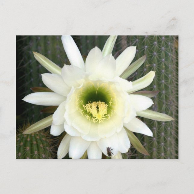 Königin der nächtlichen Kakteen-Blume, Region Karo Postkarte (Vorderseite)