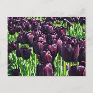 Königin der Nachttoulpen Postkarte