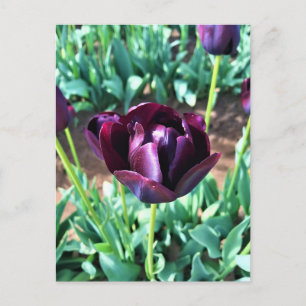 Königin der Nachttulip, Oregon Postkarte