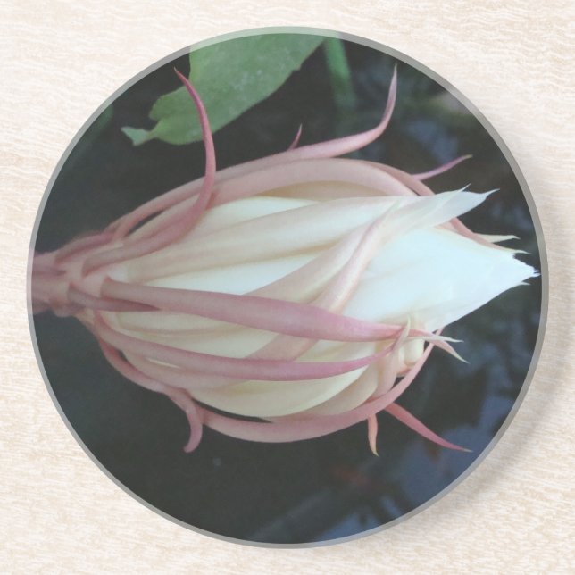 Königin des Nachtepiphyllum Sandstein Untersetzer (Vorne)