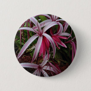 Königin Emmas lila Crinum Lilie Button