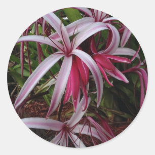 Königin Emmas lila Crinum Lilie Runder Aufkleber