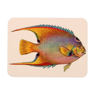Königin Magnet