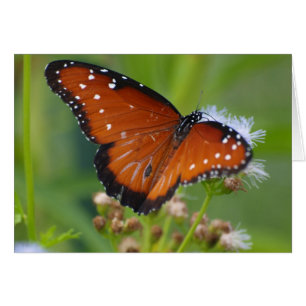 Königin-Schmetterling