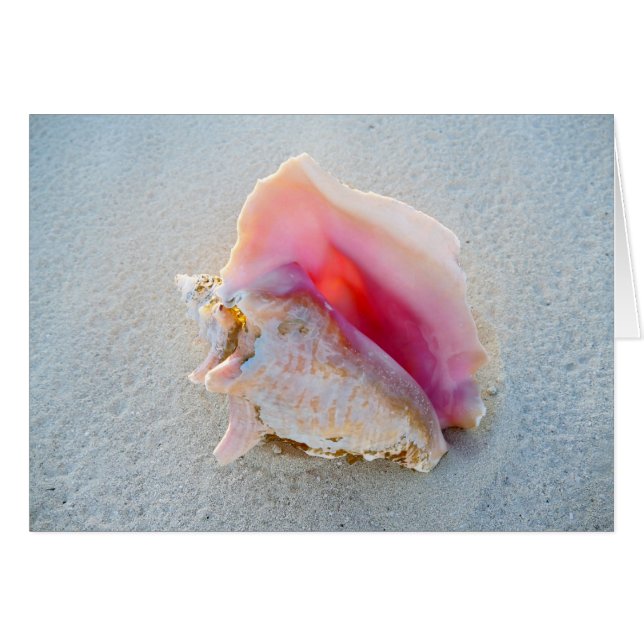 Königin-Tritonshorn-Muschel auf Bahamas-Strand (Vorderseite (Horizontal))