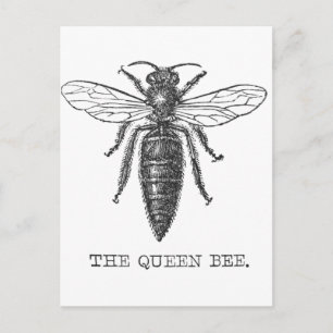 Königinnen-Bienen-Käfer-Insekt-Antik-Illustration Postkarte