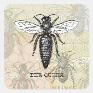 Königinnen-Bienen-Käfer-Insekt-Antik-Illustration Quadratischer Aufkleber
