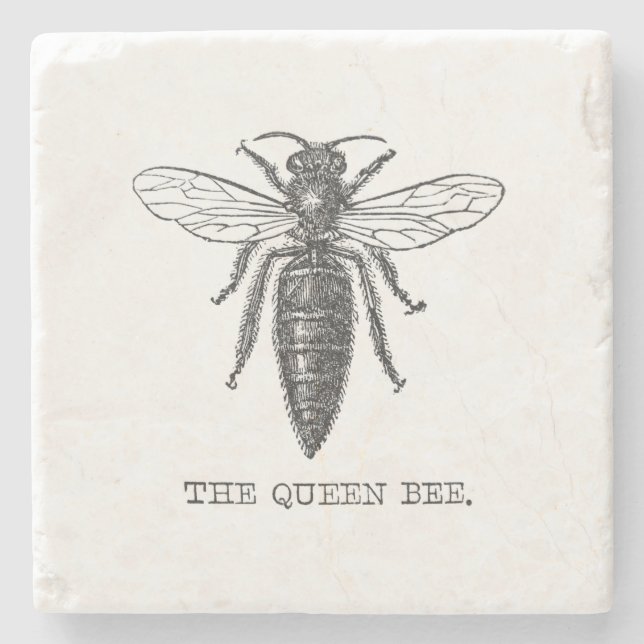 Königinnen-Bienen-Käfer-Insekt-Antik-Illustration Steinuntersetzer (Vorderseite)