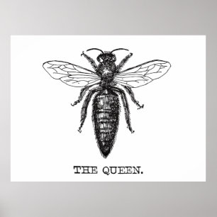 Königinnenbiene Illustration Klassische Zeichnung Poster