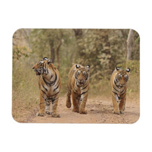 Königliche Bengal-Tiger auf der Spur, Ranthambhor Magnet