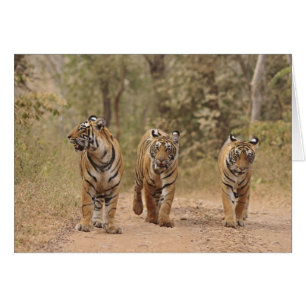 Königliche Bengal-Tiger auf der Strecke, Ranthambh