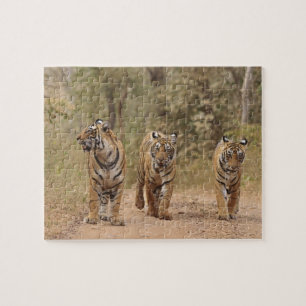 Königliche Bengal-Tiger auf der Strecke, Ranthambh
