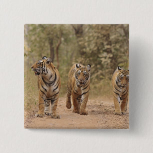 Königliche Bengal-Tiger auf der Strecke, Ranthambh Button
