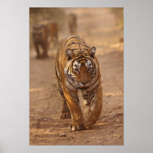Königliche Bengal-Tiger auf der Strecke, Ranthambh Poster