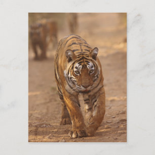 Königliche Bengal-Tiger auf der Strecke, Ranthambh Postkarte