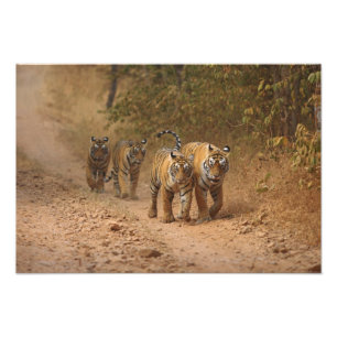 Königliche Bengal-Tiger in Bewegung, Ranthambhor Fotodruck