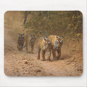 Königliche Bengal-Tiger in Bewegung, Ranthambhor Mousepad