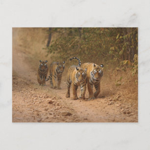Königliche Bengal-Tiger in Bewegung, Ranthambhor Postkarte