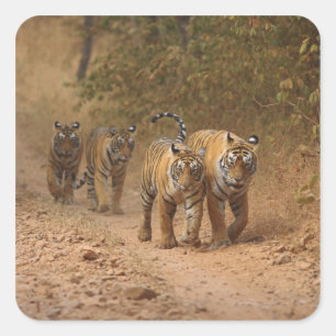 Königliche Bengal-Tiger in Bewegung, Ranthambhor Quadratischer Aufkleber