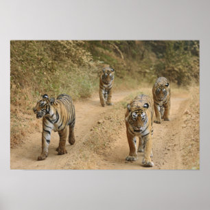 Königliche Bengal-Tiger Poster