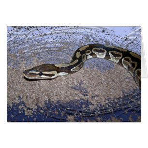 Königliche Pythonschlange oder Ball-Pythonschlange