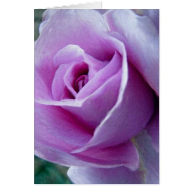 Königliche Rose (Vorne)