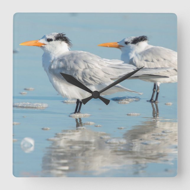 Königliche Seeschwalben auf Strand Quadratische Wanduhr (Vorderseite)