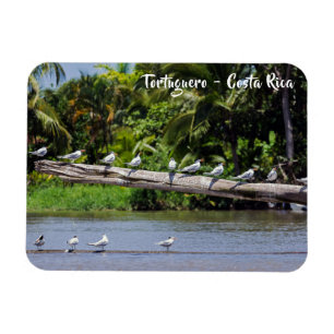 Königlichen Seeschwalben, Mündung des Tortuguero-F Magnet