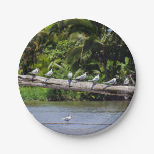 Königlichen Seeschwalben, Mündung des Tortuguero-F Pappteller
