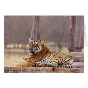 Königlicher Bengal-Tiger am Ceaph,