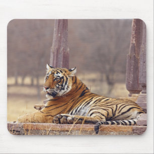 Königlicher Bengal-Tiger am ceaph, Mousepad