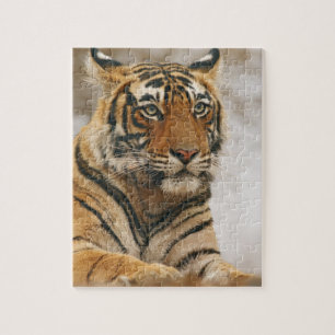 Königlicher Bengal-Tiger auf dem Felsen, Ranthambh