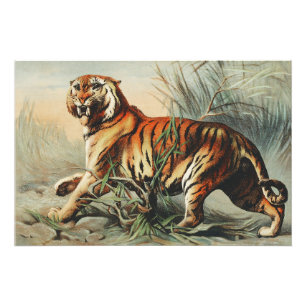 Königlicher Bengal-Tiger Fotodruck