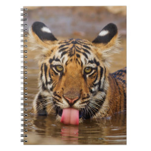Königlicher Bengal-Tiger-Junges, Wasser trinkend Notizblock