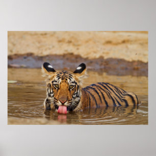 Königlicher Bengal-Tiger-Jungtier, Wasser trinkend Poster