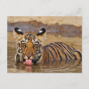 Königlicher Bengal-Tiger-Jungtier, Wasser trinkend Postkarte